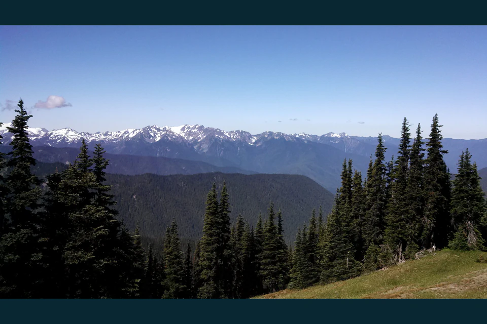 Snow-striped Olympic peaks beyond dark evergreen ridges and alpine meadow along Obstruction Point Road.