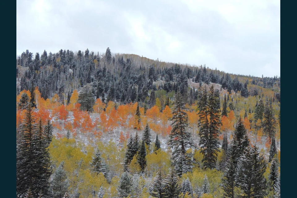 Open high country and forested slopes along Strawberry Ridge.